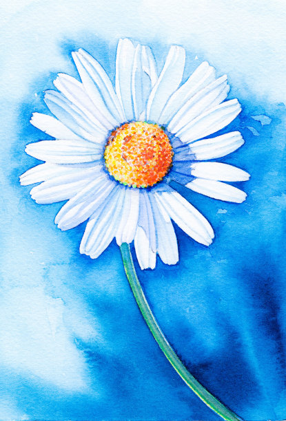 黛西水彩图片下载