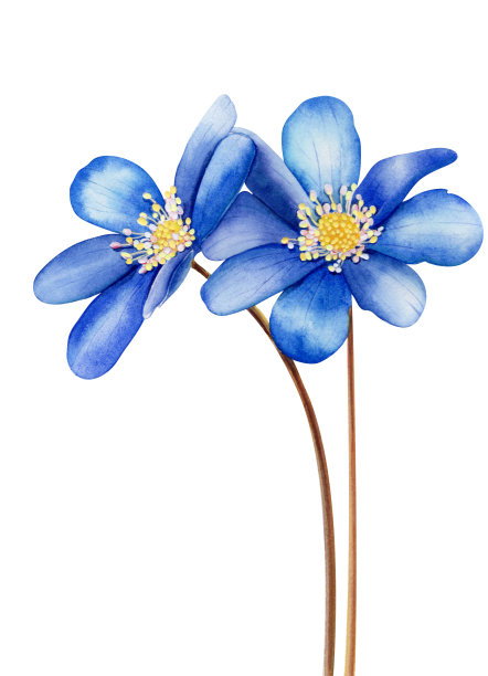 矢量水彩花在透明的背景，水彩画蓝色的亚洲肝，海葵，蓝色的海葵图片下载