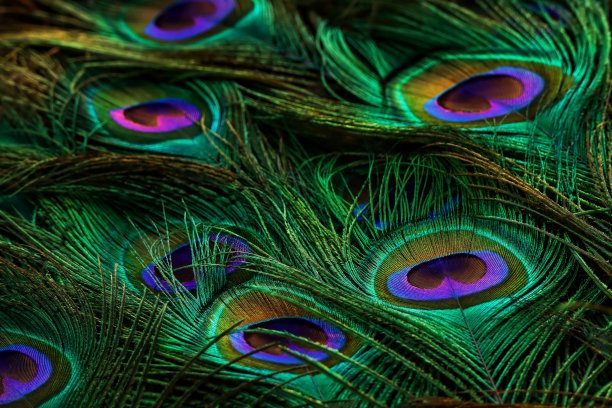 明亮的孔雀羽毛特写。羽毛孤立。图片下载