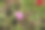花开在林间，柔聚焦图片下载