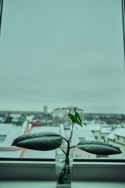 室内植物植物绿叶室内细节自然之美图片下载