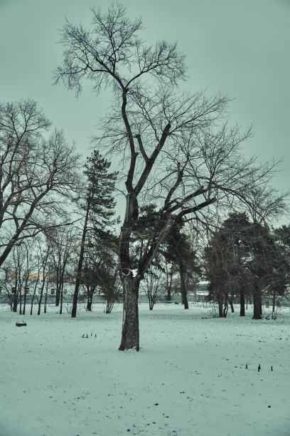 光秃秃的树枝映衬着冬日的天空图片下载