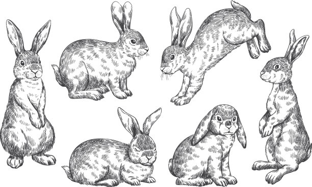 野生兔子素描素描兔子或野兔复古图片下载