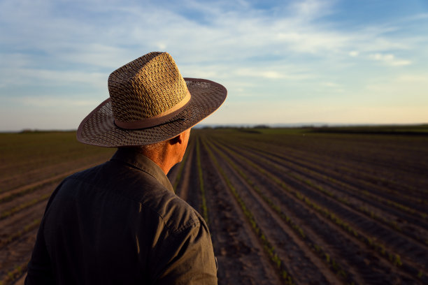 晚霞时分，老农走在玉米地里检查作物的后景。图片下载