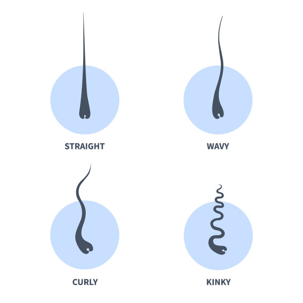 头发类型图表集的头发生长模式图片下载