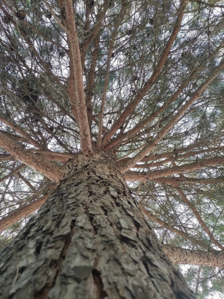 带球果的松树树干和树枝的垂直低角度照片。图片下载