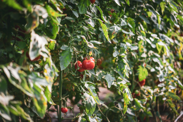 温室里的番茄图片下载