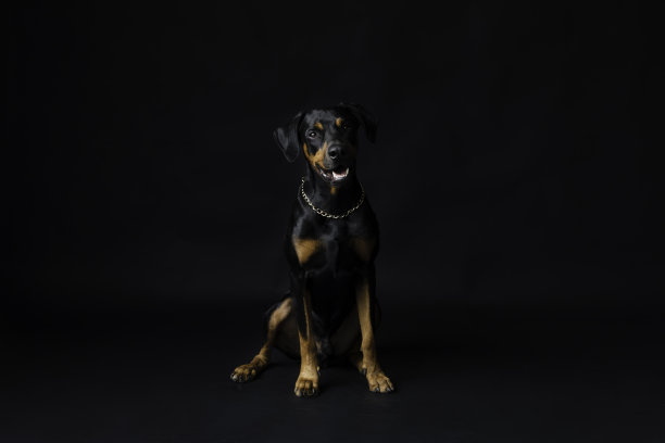 杜宾犬图片下载
