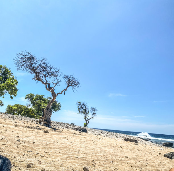 夏威夷动物群背景图片下载
