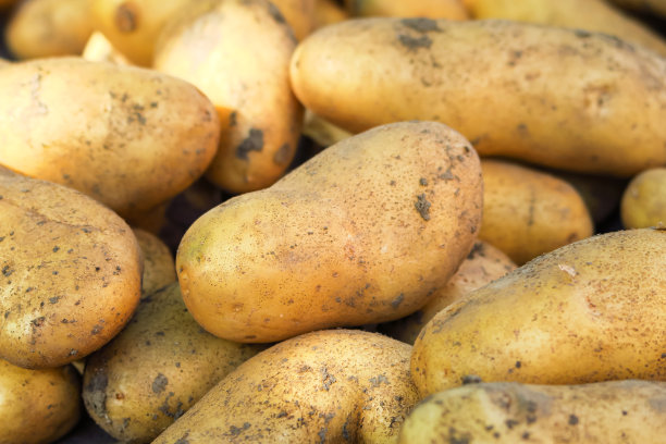 从土豆农场的花园里挖出的土豆块茎。马铃薯栽培理念图片下载