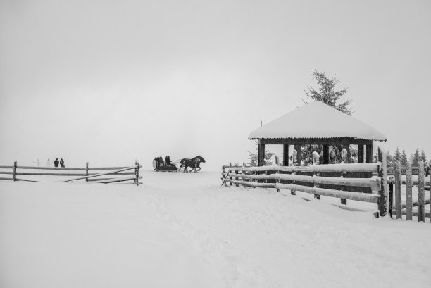 人们坐在马车上的灰度照片，马车在积雪覆盖的田野上图片下载