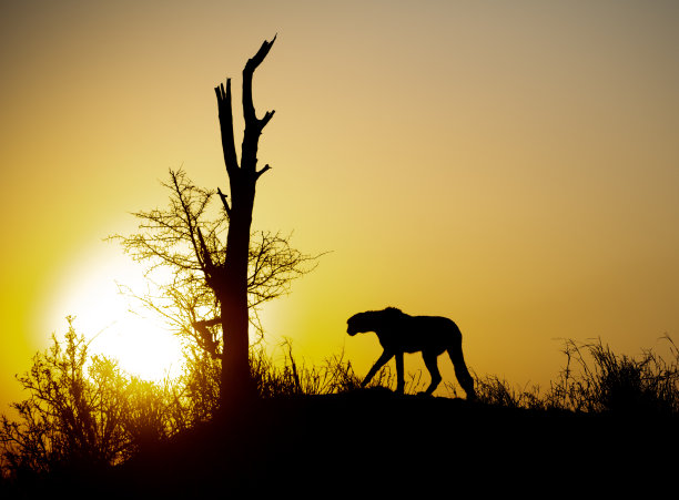 山坡上猎豹的剪影图片下载