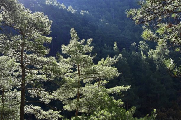 松林。图片下载