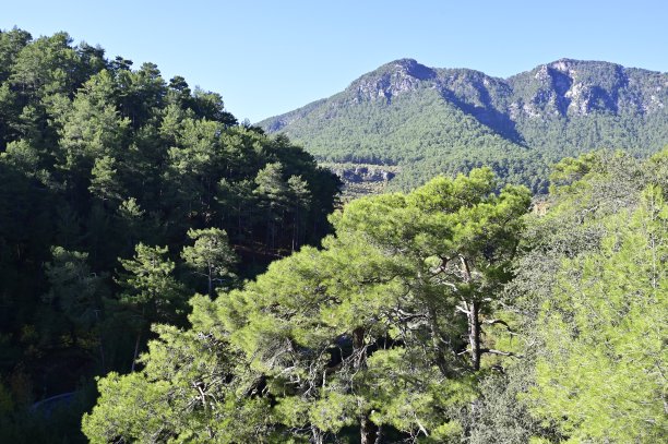 松林。图片下载