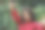 特写肖像可爱的小女孩微笑图片下载