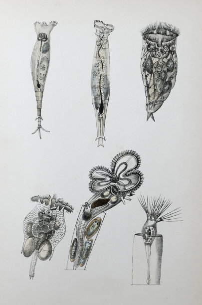 轮子动物或轮子微生物(轮虫)-老式彩色插图图片下载