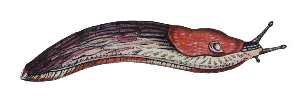 陆蛞蝓(Limax rufus) -老式彩色插图孤立在白色背景上图片下载