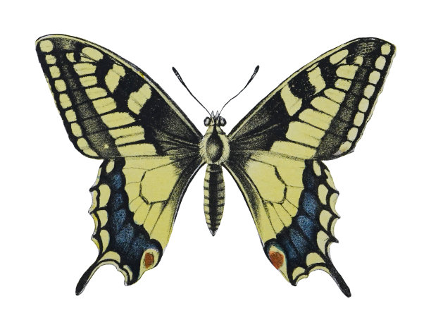 旧大陆燕尾画或常见的黄色燕尾画(Papilio machaon) -在白色背景上孤立的老式彩色插图图片下载
