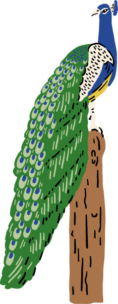 孔雀鸟手绘彩色插图图片下载