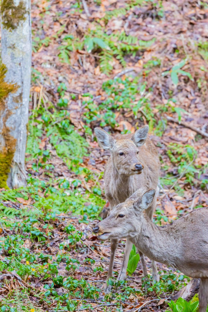森林中的北海道梅花鹿图片下载