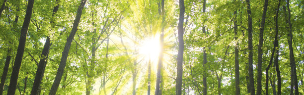 闪耀的森林旗帜图片下载