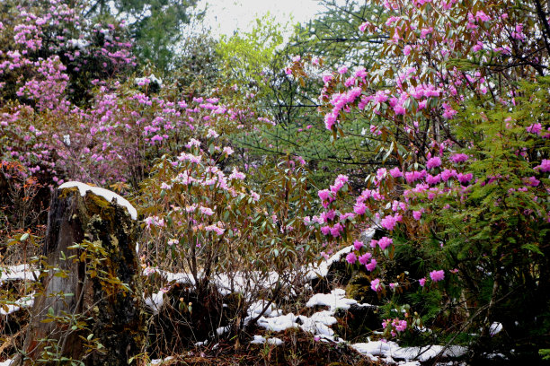 四月的雪中的杜鹃花林图片下载