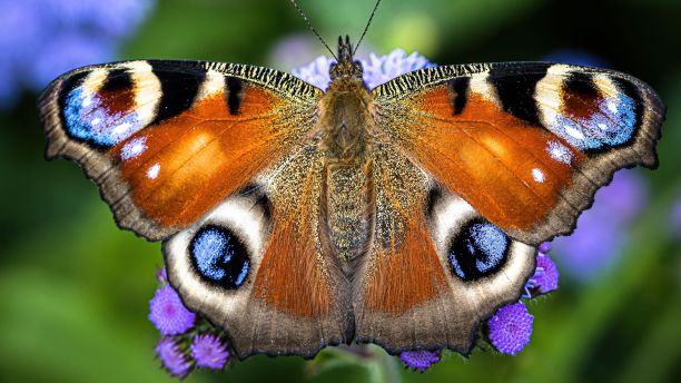 俯视图特写一个美丽的孔雀蝴蝶在紫色的花在一个花园图片下载