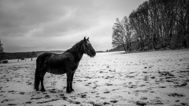 雪地上的马与积雪覆盖的树在冬天的风景图片下载