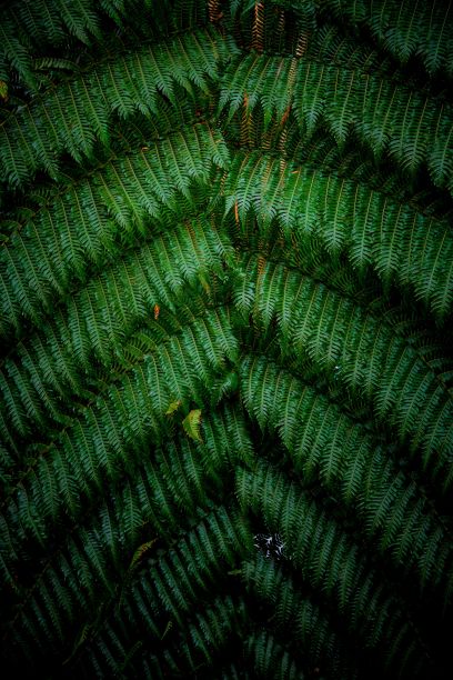 垂直拍摄挂着的银蕨叶子。拉丁名:adiantum macrophyllum图片下载