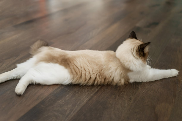 穿着白色瑜伽服的普拉提教练，年轻漂亮的亚洲女性图片下载