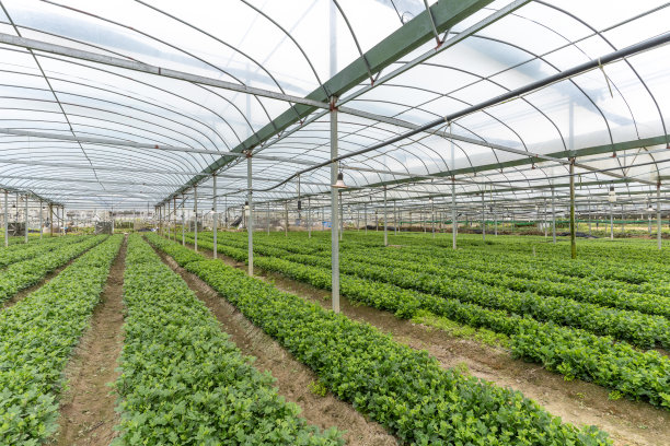 在温室里种植的菊花幼苗图片下载