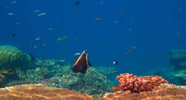 可怕的bannerfish (Heniochus varius)图片下载