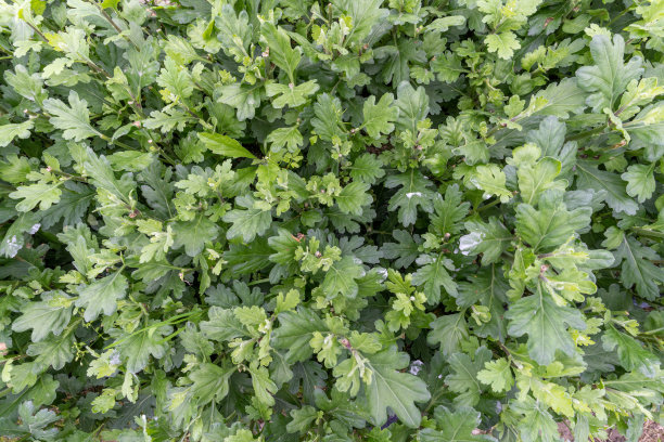 没有流动的雏菊幼苗的特写图片下载