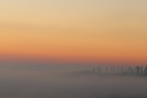 柏树与雾图片下载