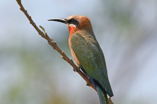 白额食蜂鸟(Merops bullockoides)特写图片下载