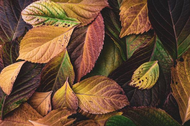 叶、backround秋天图片下载