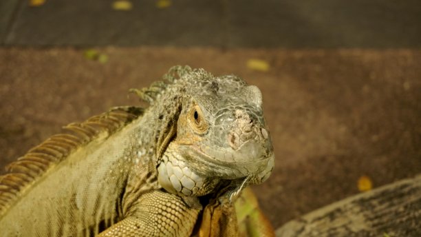 特写大黄色鬣蜥或蜥蜴图片下载