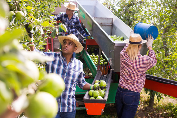 工人们用分拣机收割成熟的苹果图片下载