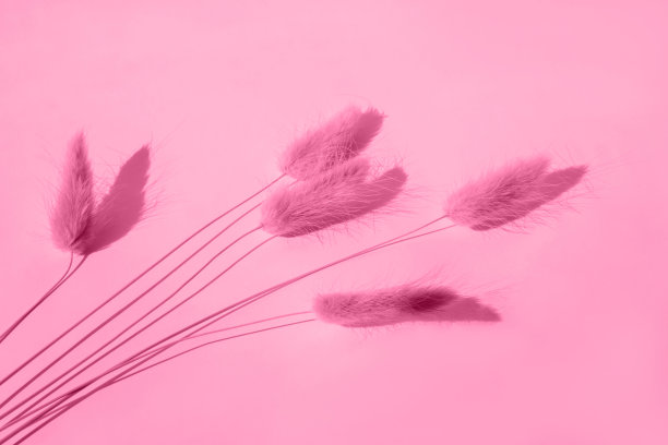 Viva品红色的背景，树枝干龙骨在一个光背景与阴影图片下载