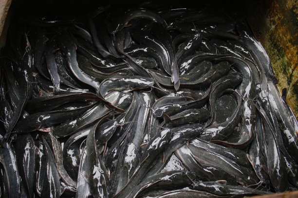 印尼传统市场上的新鲜鲶鱼。图片下载