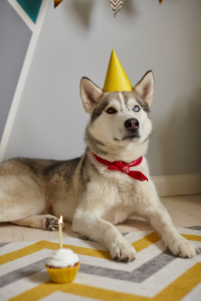 生日宠物狗躺在地板上，用蜡烛看着生日小蛋糕图片下载