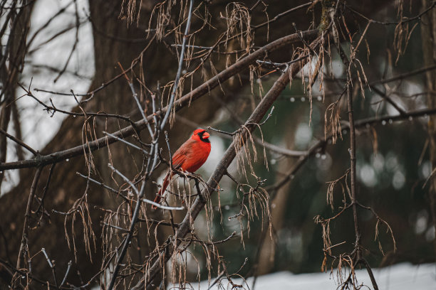 冬天，红色的红雀栖息在树枝上图片下载