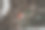 冬天，红色的红雀栖息在树枝上图片下载