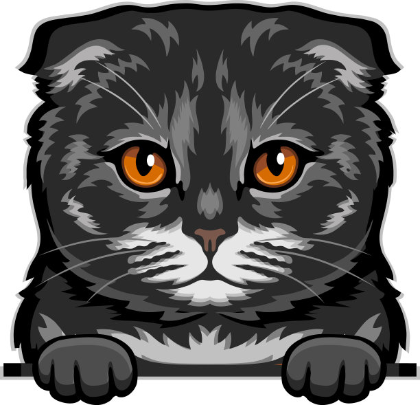 苏格兰折猫颜色窥视猫猫图片下载
