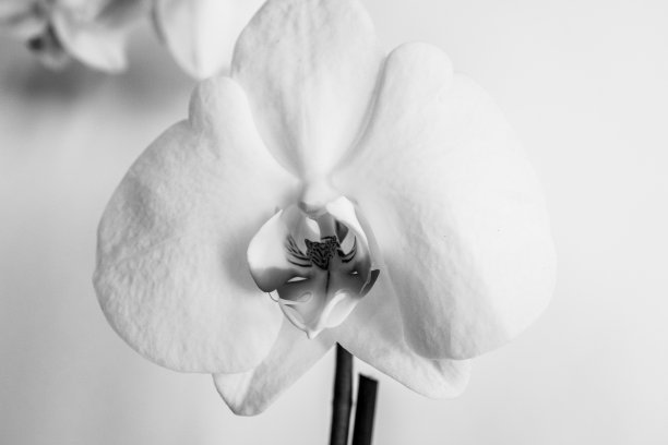 一朵盛开的白色兰花属蝴蝶兰花在白色背景上出版，海报，日历，帖子，屏幕保护程序，墙纸，明信片，横幅，网站。高画质照片图片下载