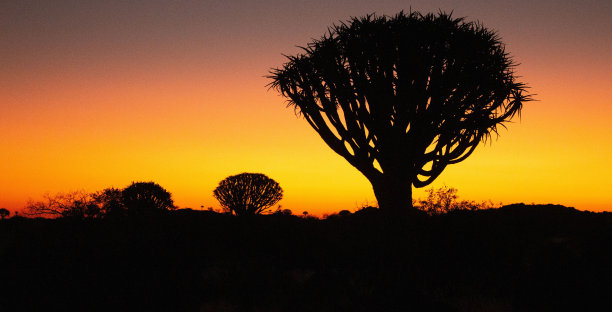 纳米比亚箭袋树的剪影图片下载