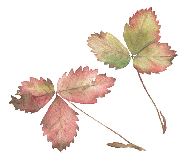 发红的老草莓叶子图片下载