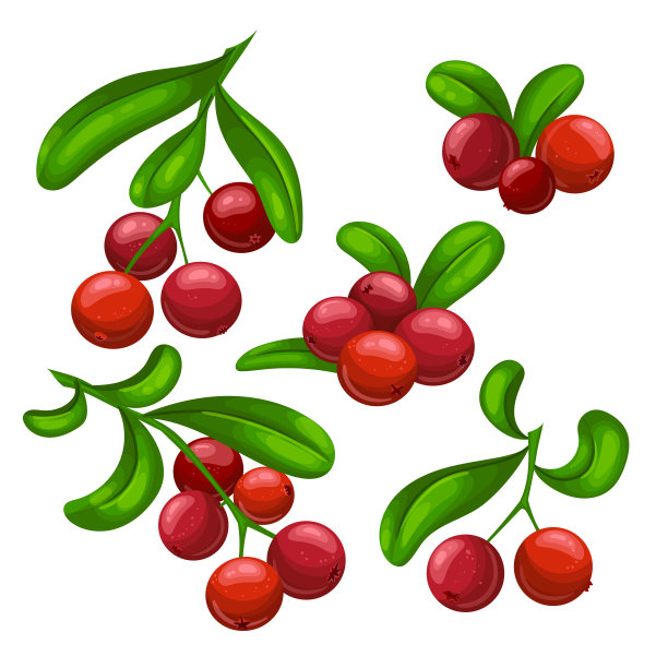 蔓越莓食物套卡通矢量插图图片下载