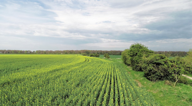 俯瞰伯克郡乡村油菜田的景色图片下载
