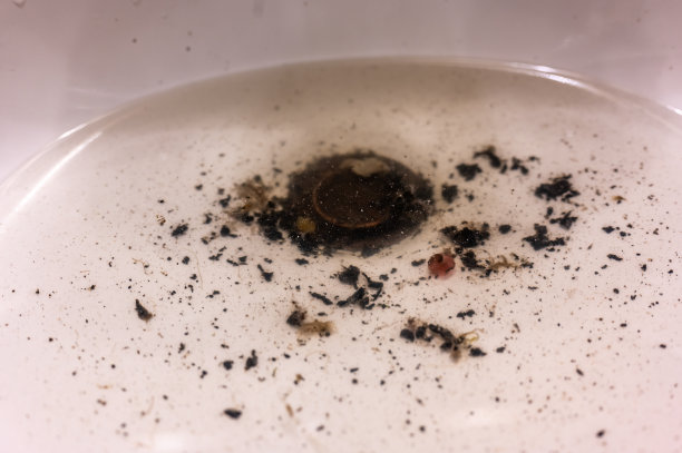 一池死水里有头发和浮渣说明水槽被堵了。图片下载